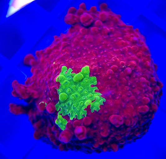 Red and Green Grafted Montipora Size: M 0.75" to 2" - Violet Aquarium 