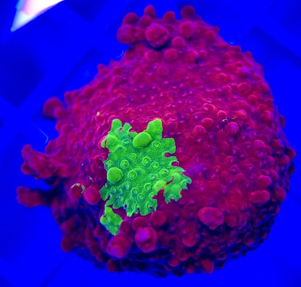 Red and Green Grafted Montipora RGGM103001 WYSIWYG
