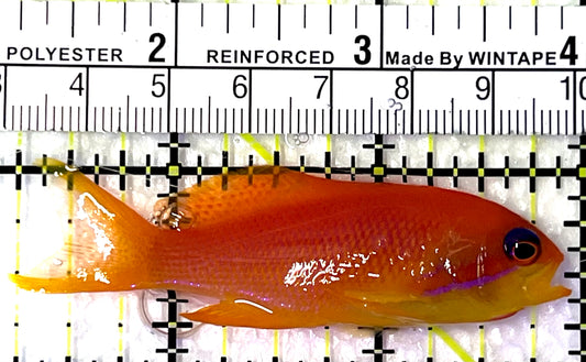 Female Lyretail Anthias (Maldives) FLA091501 WYSIWYG Size: M 2.75" approx