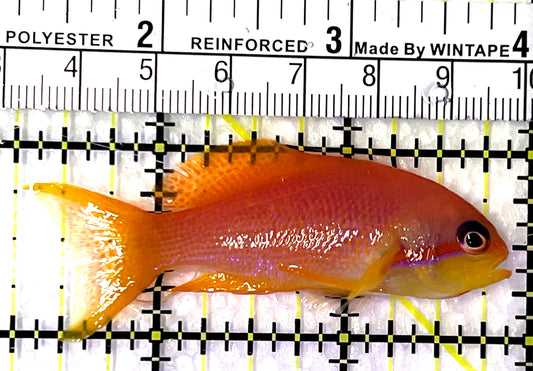 Female Lyretail Anthias (Maldives) FLA091502 WYSIWYG Size: M 2.75" approx