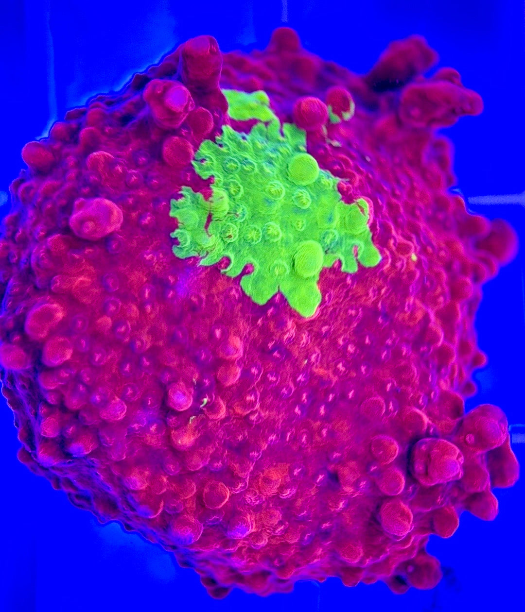 Red and Green Grafted Montipora Size: M 0.75" to 2" - Violet Aquarium 