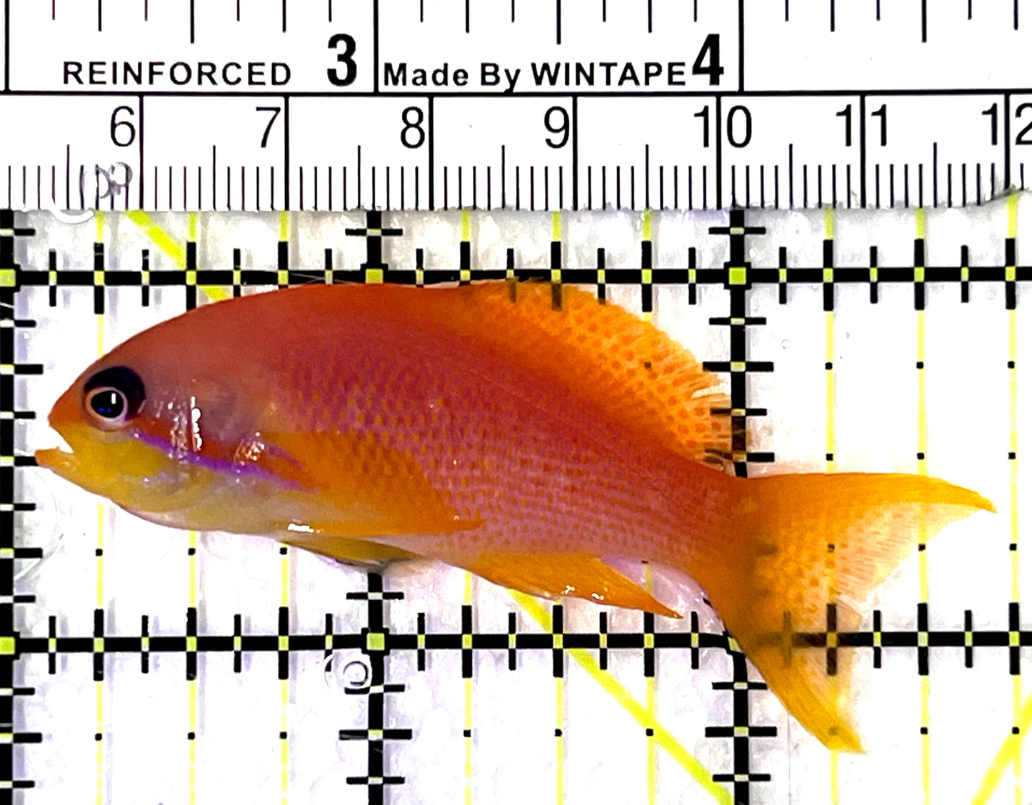 Female Lyretail Anthias (Maldives) FLA091502 WYSIWYG Size: M 2.75" approx