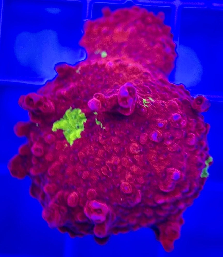 Red and Green Grafted Montipora RGGM103002 WYSIWYG