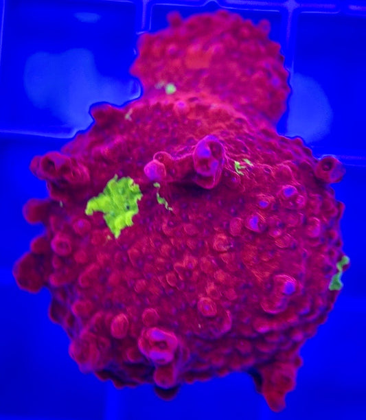 Red and Green Grafted Montipora RGGM103002 WYSIWYG