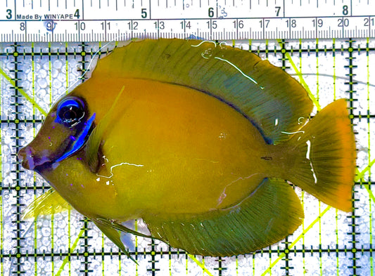 Blue Eyes Lemonpeel Mimic Tang Special Grade (Tonga) Size: ML 4" to 5"