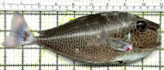 Longnose Spotted Unicorn Tang LSUT091901 WYSIWYG Size: XXXL/SHOW 9.25"