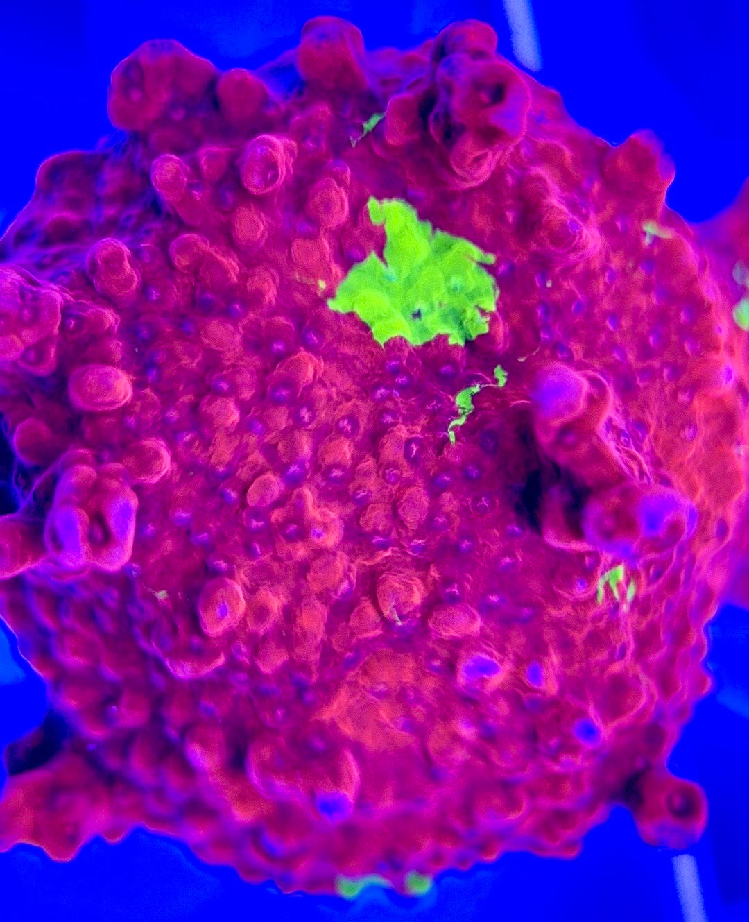 Red and Green Grafted Montipora RGGM103002 WYSIWYG