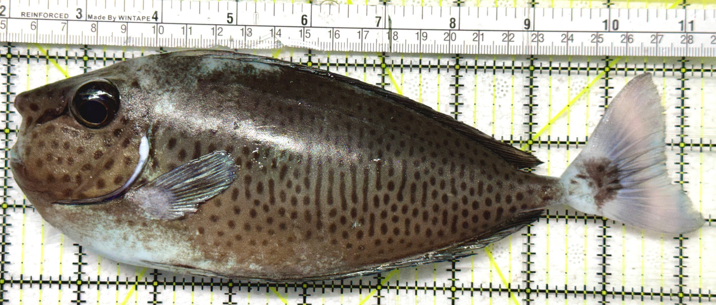 Longnose Spotted Unicorn Tang LSUT091901 WYSIWYG Size: XXXL/SHOW 9.25"