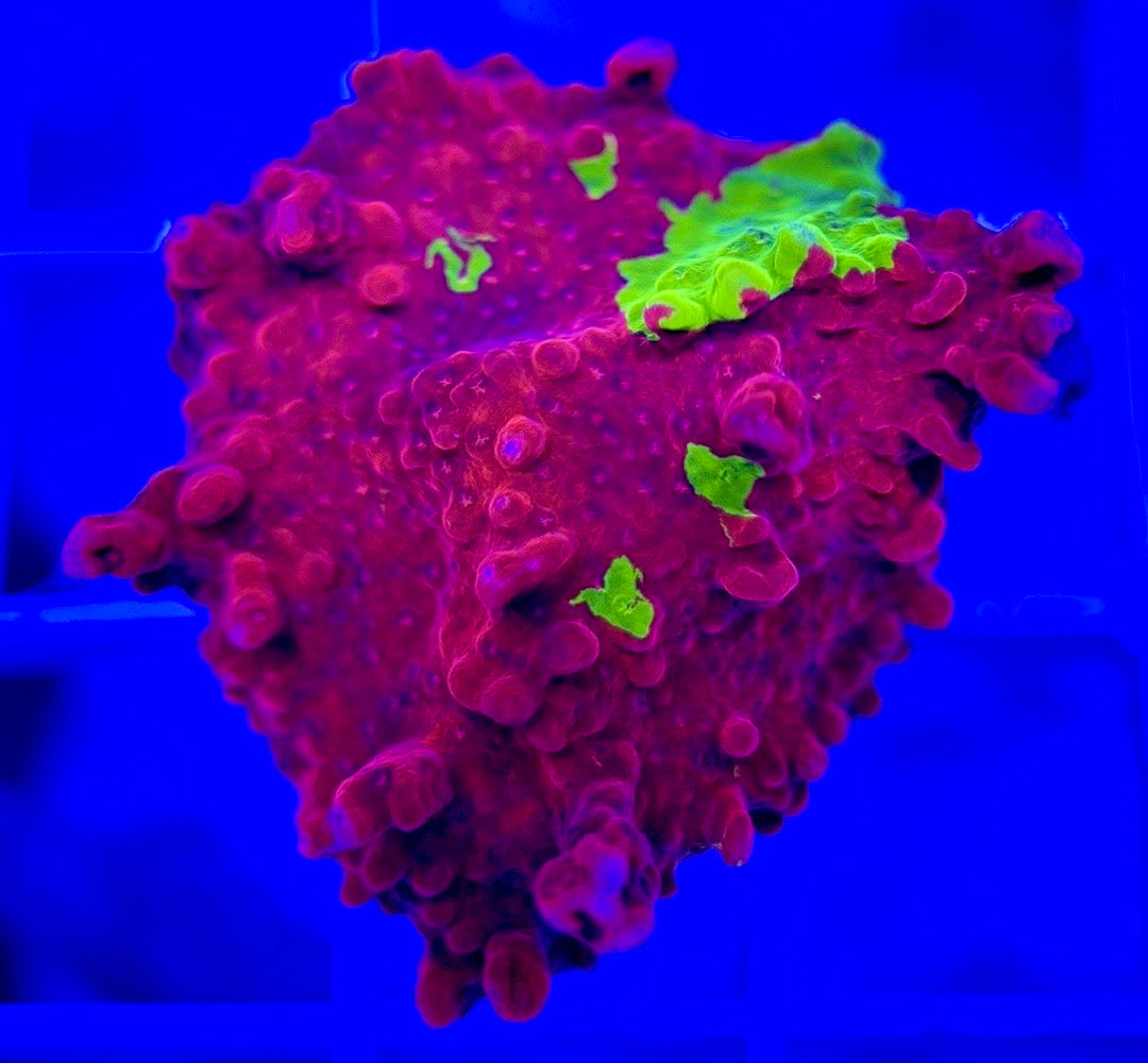 Red and Green Grafted Montipora Size: M 0.75" to 2" - Violet Aquarium 