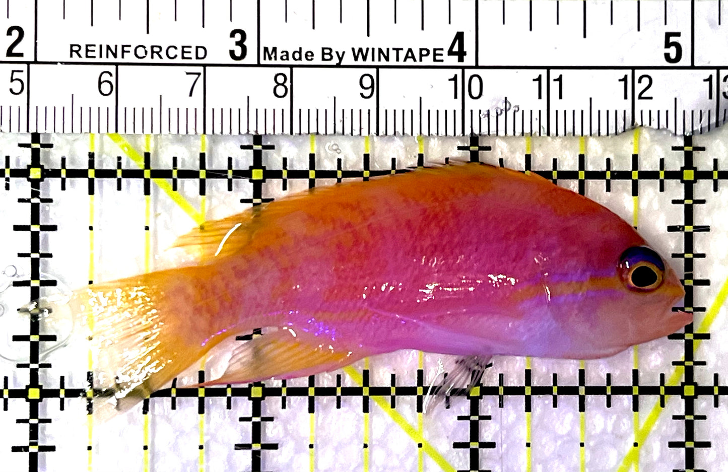 Bimaculatus Anthias Female BAF091501 WYSIWYG Size: M 3" approx