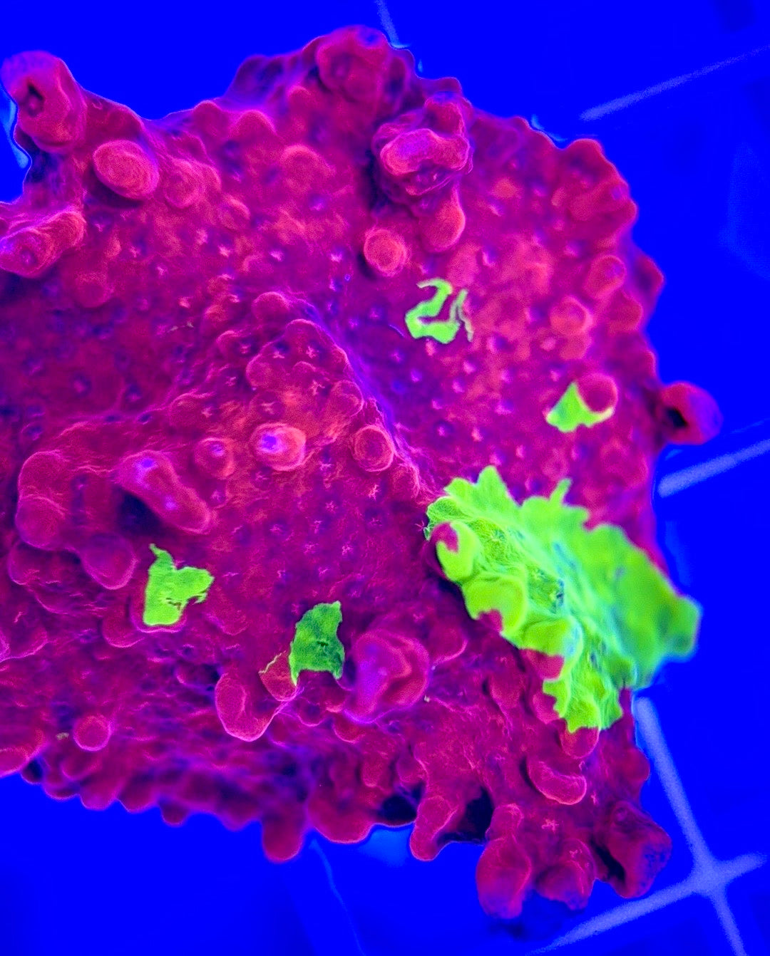 Red and Green Grafted Montipora Size: M 0.75" to 2" - Violet Aquarium 