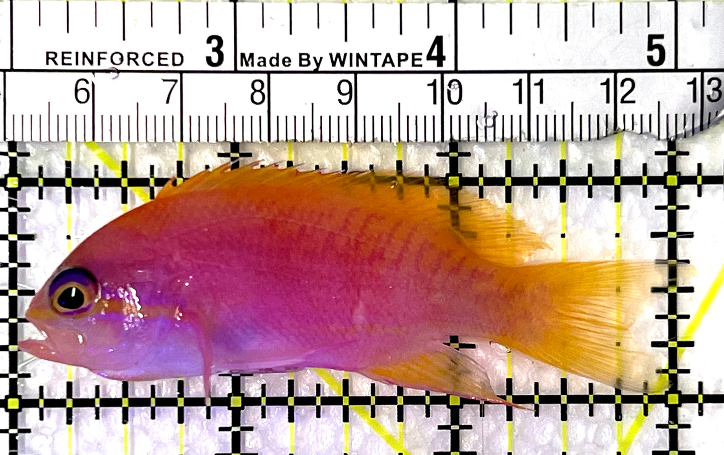 Bimaculatus Anthias Female BAF091501 WYSIWYG Size: M 3" approx
