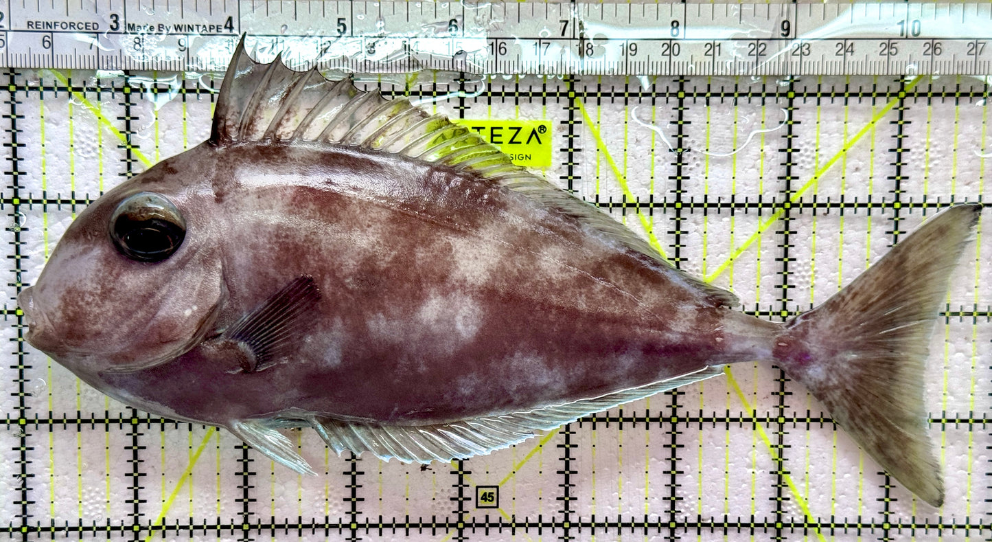 Black Tongue Unicorn Tang BTUT091901 WYSIWYG Size: XXXL/Show 8.75"
