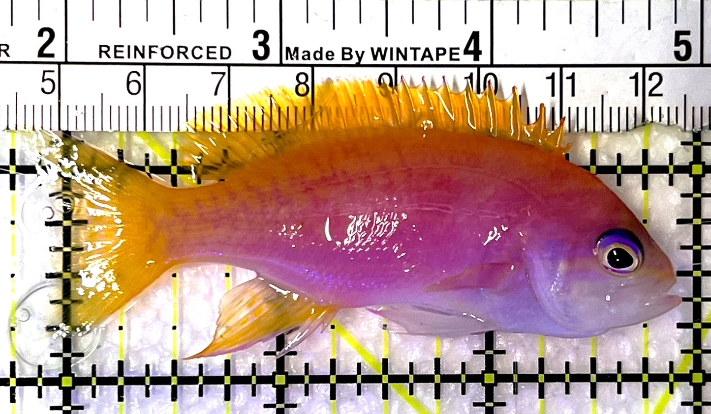 Bimaculatus Anthias Female BAF091502 WYSIWYG Size: M 3.25" approx