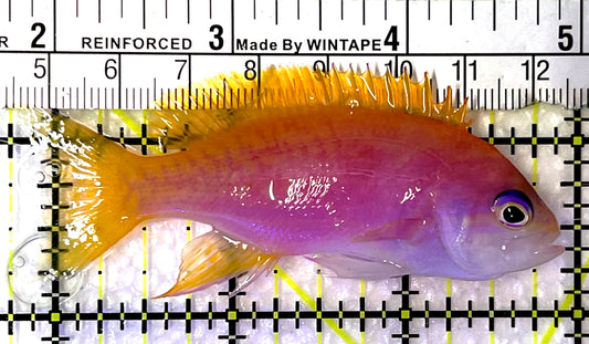 Bimaculatus Anthias Female BAF091502 WYSIWYG Size: M 3.25" approx