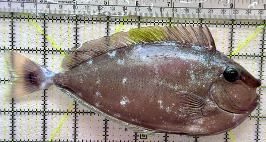 Longnose Spotted Unicorn Tang LSUT091902 WYSIWYG Size: XXL 8.25"