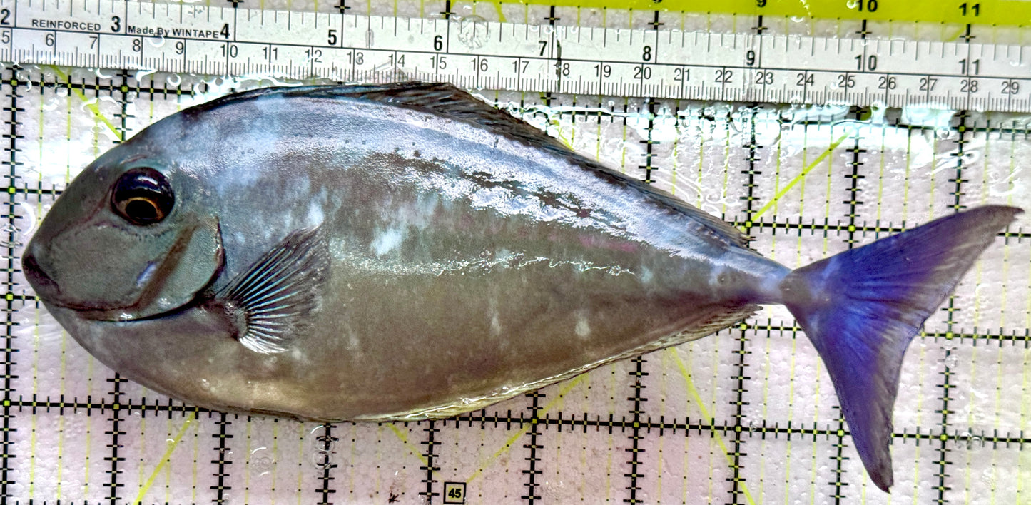 Black Tongue Blue Tail Unicorn Tang BTUT091901 WYSIWYG Size: XXXL/Show 9.25"