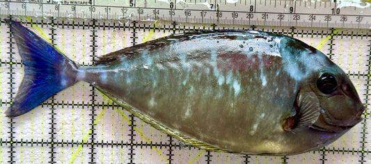 Black Tongue Blue Tail Unicorn Tang BTUT091901 WYSIWYG Size: XXXL/Show 9.25"