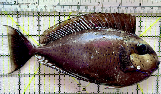 Vlamingi Unicorn Tang VUT091901 WYSIWYG Size: XXL 7.75"
