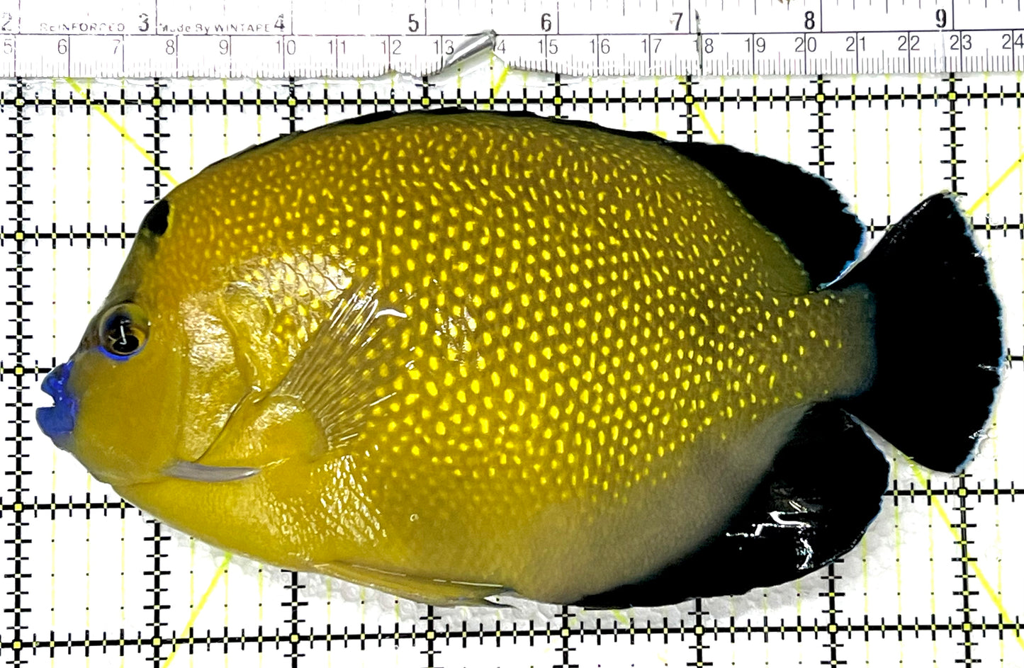 Goldflake Angelfish GA091502 WYSIWYG Size: XXL SHOW 7.25" approx