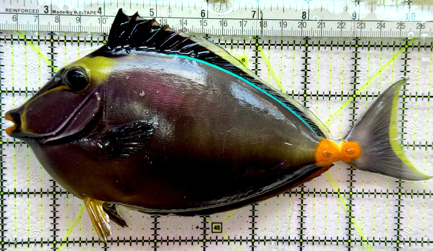 Naso Tang NT091901 WYSIWYG Size: XXL Streamers 8.5"