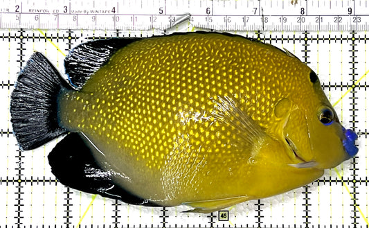 Goldflake Angelfish GA091502 WYSIWYG Size: XXL SHOW 7.25" approx