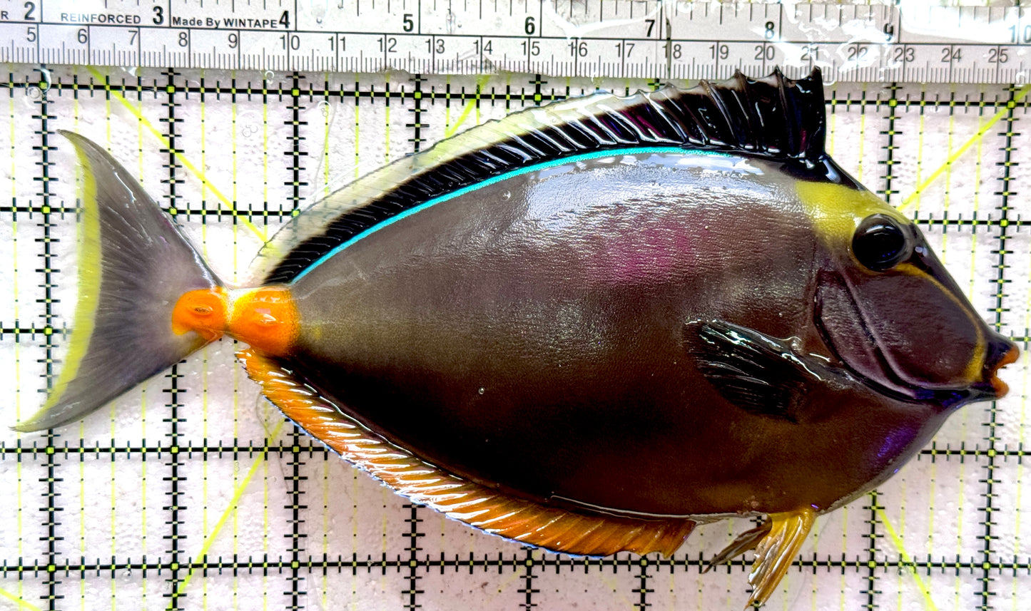 Naso Tang NT091901 WYSIWYG Size: XXL Streamers 8.5"