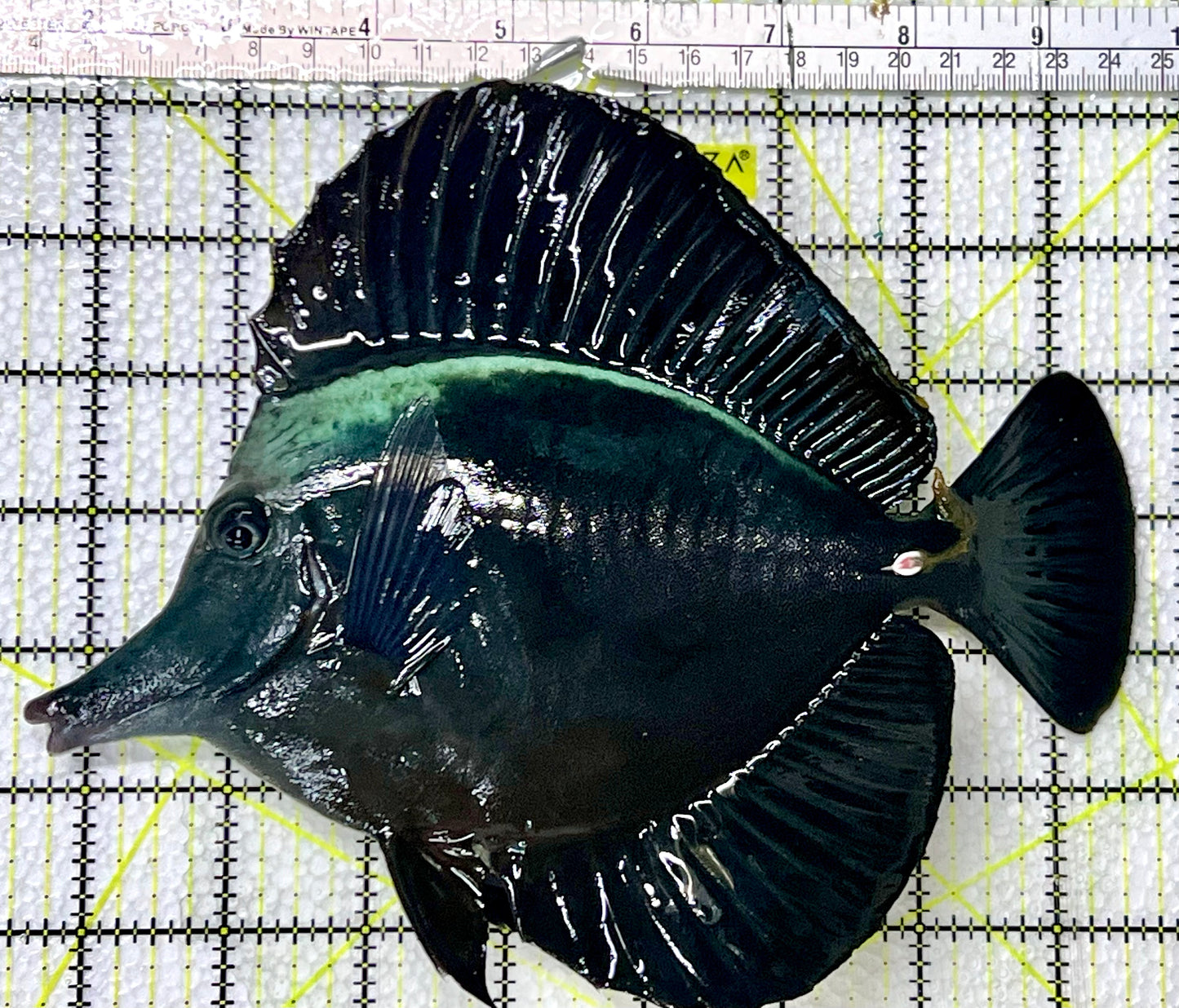 Black Tang BT091301 WYSIWYG Size: XXL/SHOW 8.5"