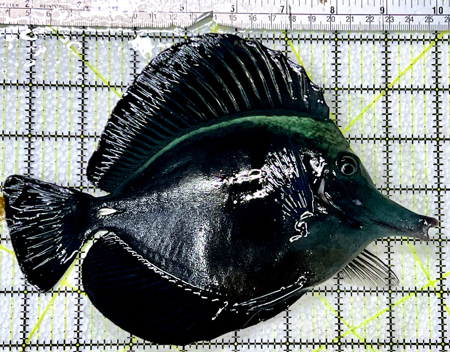 Black Tang BT091301 WYSIWYG Size: XXL/SHOW 8.5"
