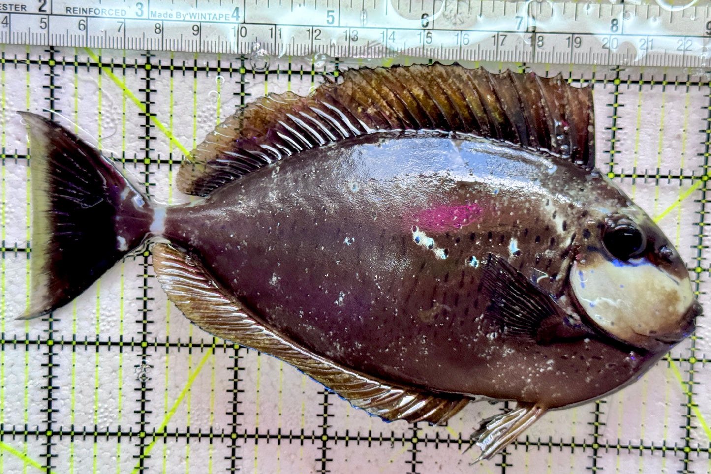 Vlamingi Unicorn Tang VUT091902 WYSIWYG Size: XXL 7.5"