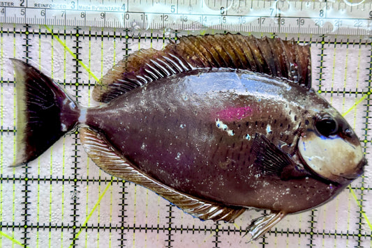 Vlamingi Unicorn Tang VUT091902 WYSIWYG Size: XXL 7.5"