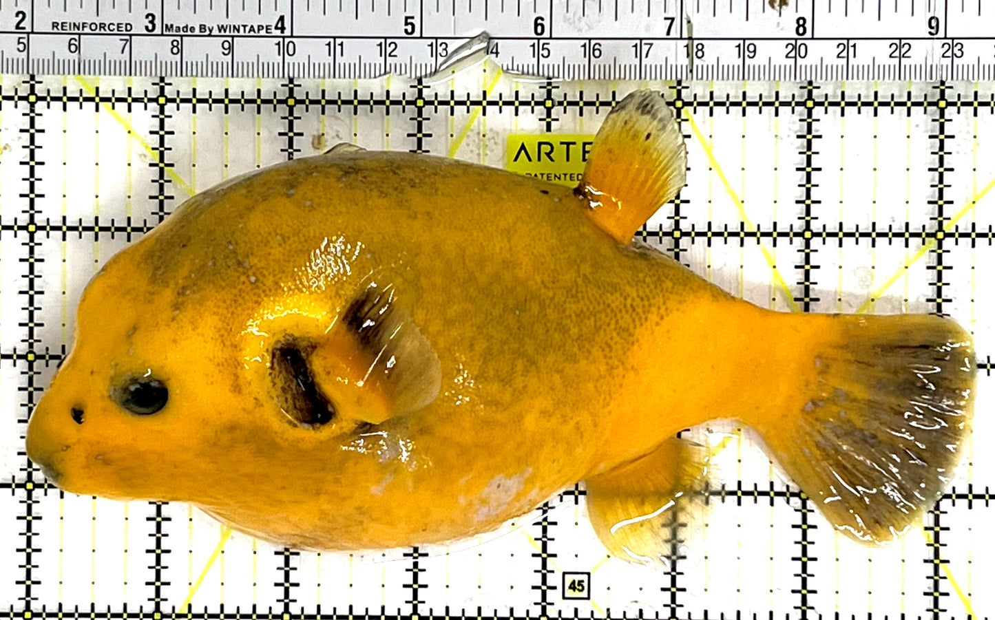 Golden Pufferfish Male GPM091501 WYSIWYG Size: L 7.25" approx