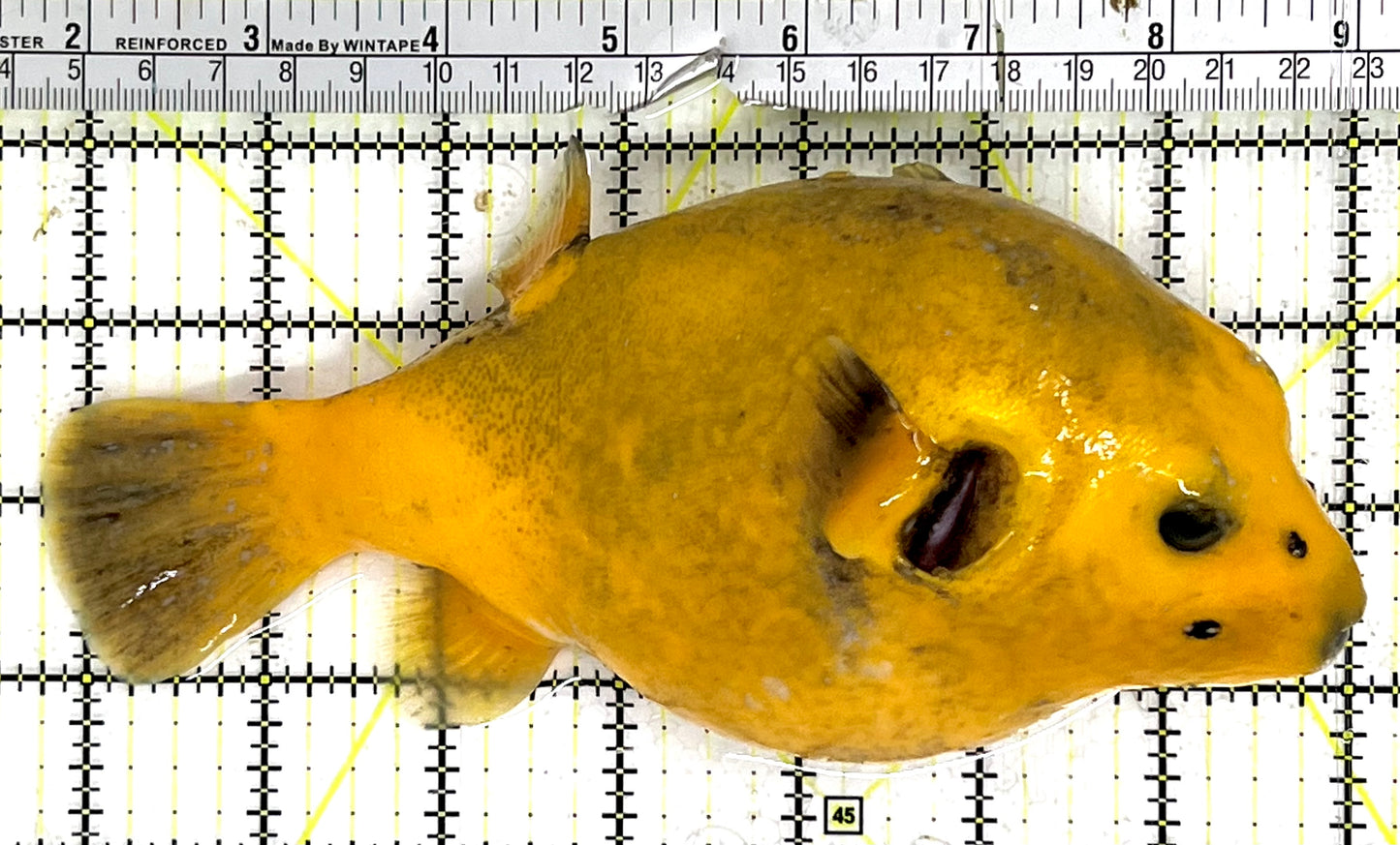 Golden Pufferfish Male GPM091501 WYSIWYG Size: L 7.25" approx