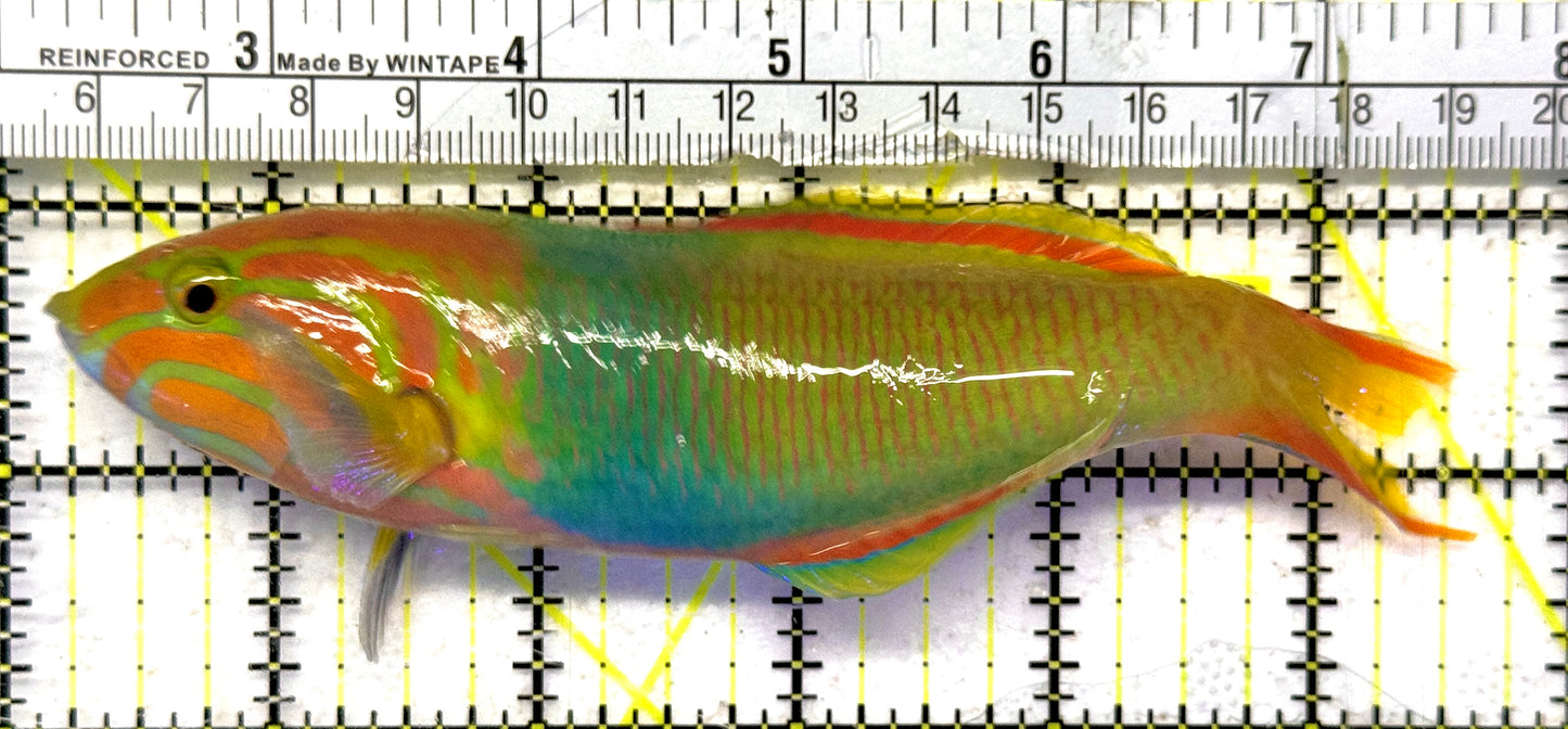Lime Wrasse (Male Banana Wrasse) LW092101 WYSIWYG Size: L 5.75" approx