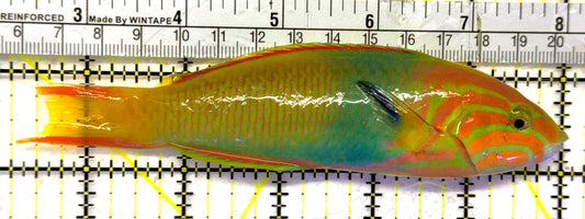 Lime Wrasse (Male Banana Wrasse) LW092101 WYSIWYG Size: L 5.75" approx