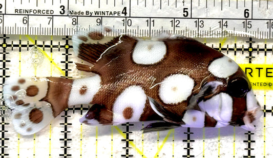 Harlequin Spotted Grunt Sweetlips HSGS092102 WYSIWYG Size: L 4.25" approx