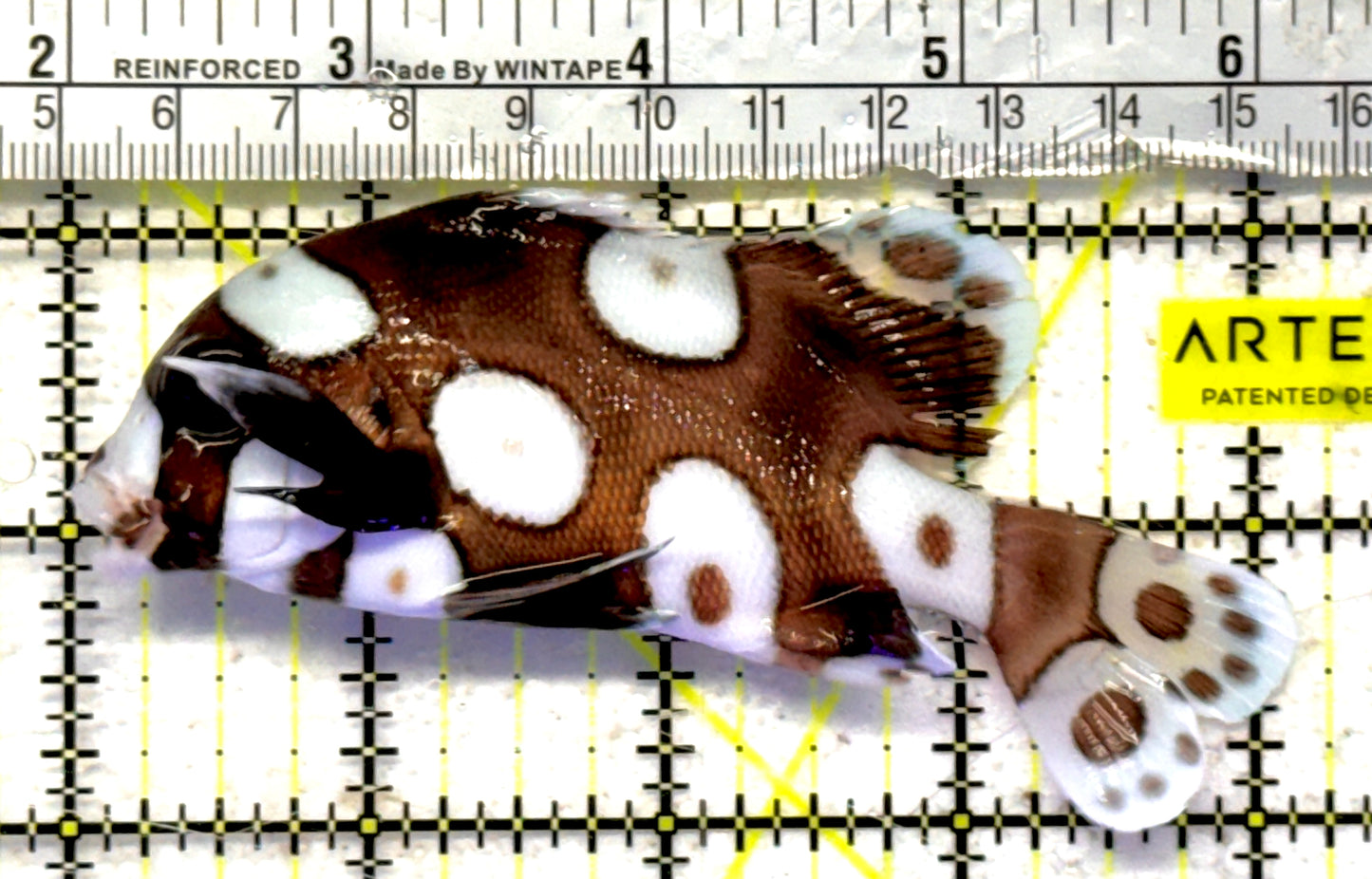 Harlequin Spotted Grunt Sweetlips HSGS092102 WYSIWYG Size: L 4.25" approx