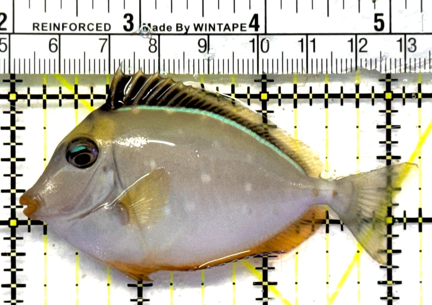 Naso Tang NT092101 WYSIWYG Size: M 3.25" approx