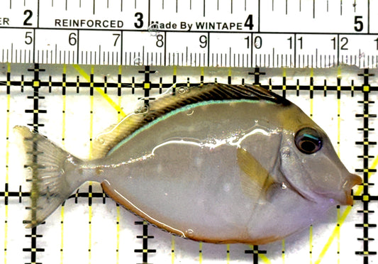 Naso Tang NT092101 WYSIWYG Size: M 3.25" approx