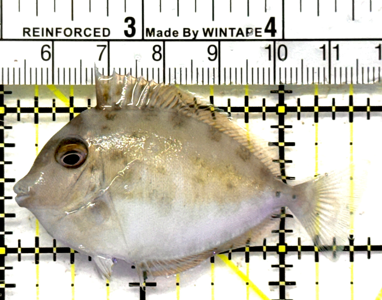 Unicorn Tang UT092101 WYSIWYG Size: S 2.5" approx