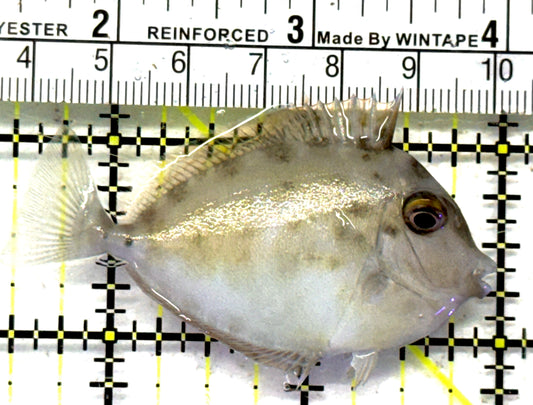 Unicorn Tang UT092101 WYSIWYG Size: S 2.5" approx