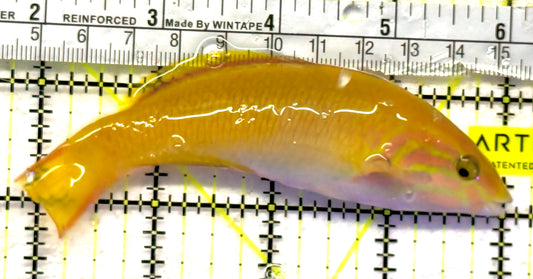 Yellow Banana Wrasse YBW092101 WYSIWYG Size: ML 4.5" approx