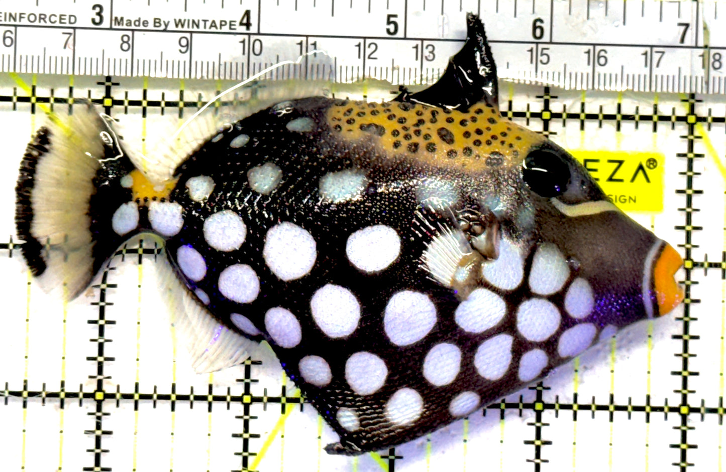 Clown Triggerfish CT092101 WYSIWYG Size: ML 4.75" approx