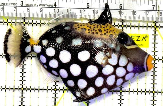 Clown Triggerfish CT092101 WYSIWYG Size: ML 4.75" approx
