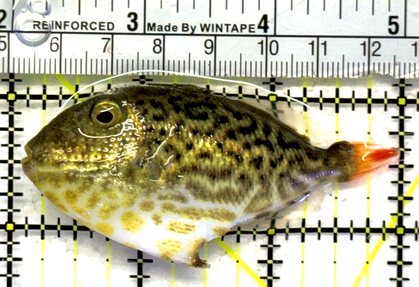 Goldenback Triggerfish GT092101 WYSIWYG Size: M (Juvenile 3") approx