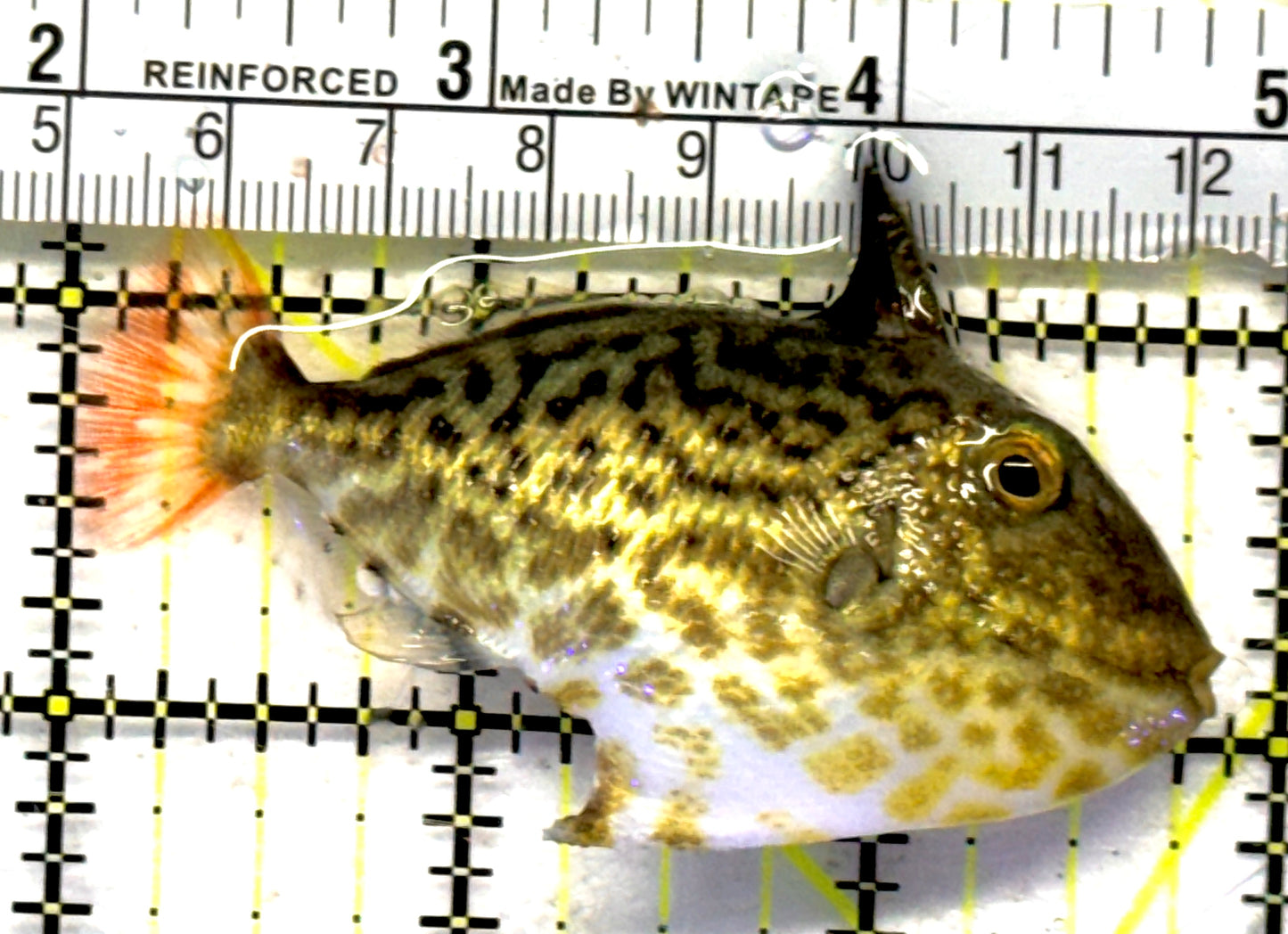 Goldenback Triggerfish GT092101 WYSIWYG Size: M (Juvenile 3") approx
