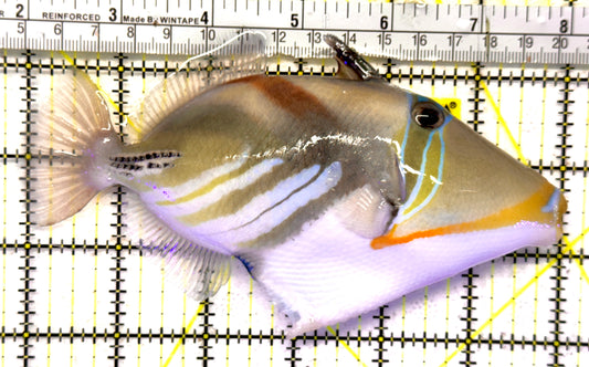 Humu Picasso Triggerfish HPT092102 WYSIWYG Size: XL 6" approx