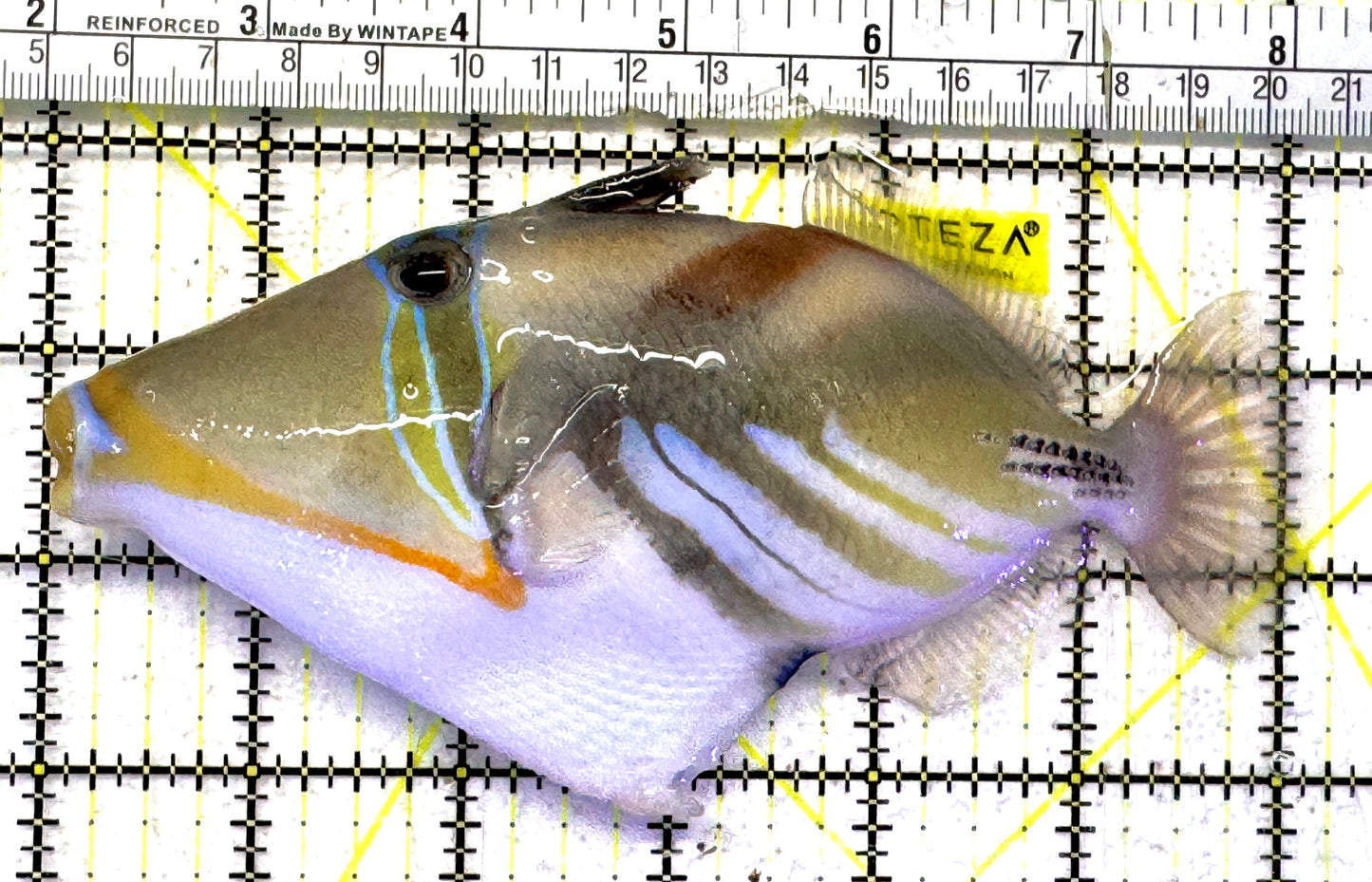 Humu Picasso Triggerfish HPT092102 WYSIWYG Size: XL 6" approx