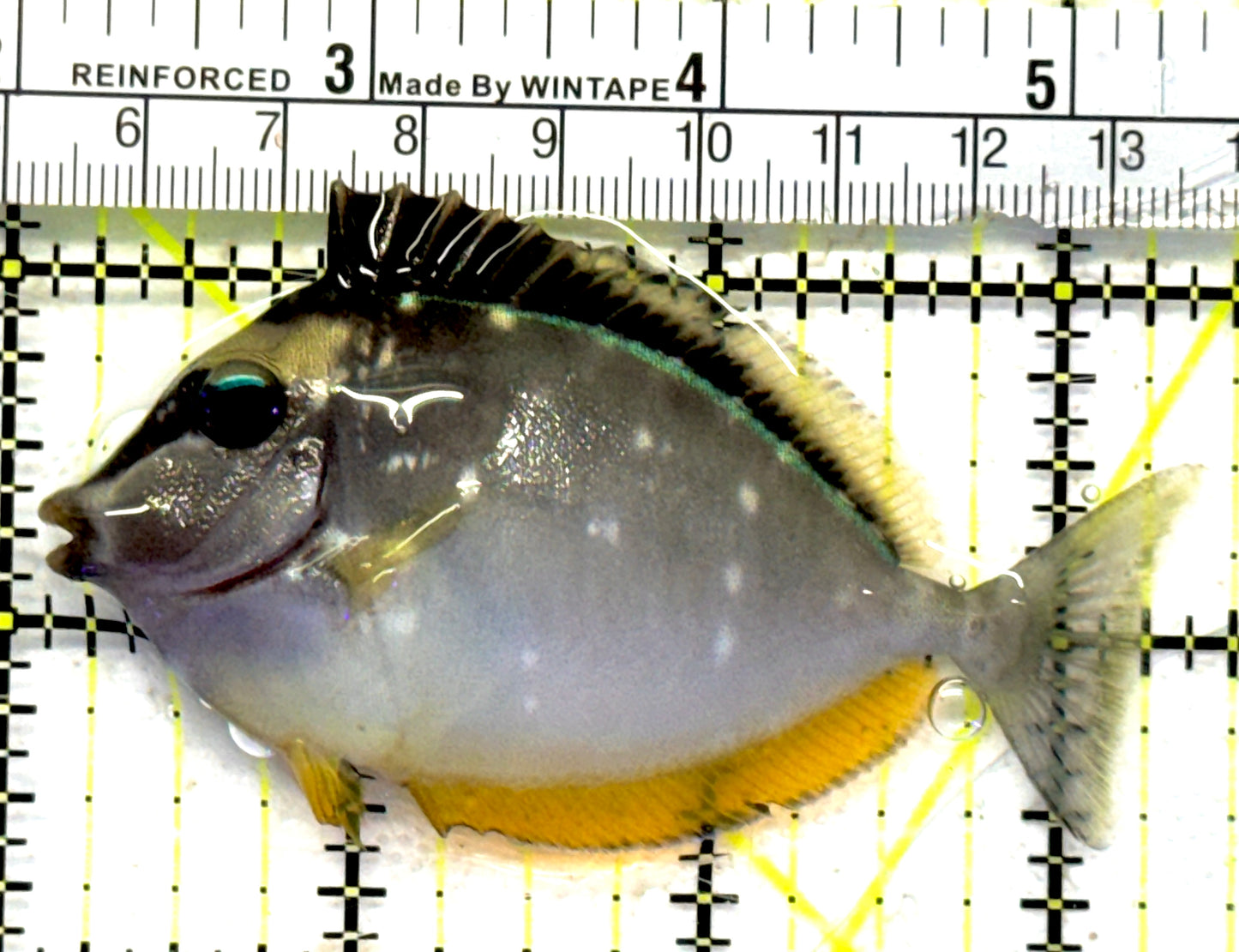 Naso Tang NT092102 WYSIWYG Size: M 3.25" approx
