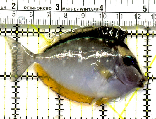 Naso Tang NT092102 WYSIWYG Size: M 3.25" approx